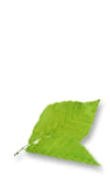 Ւd