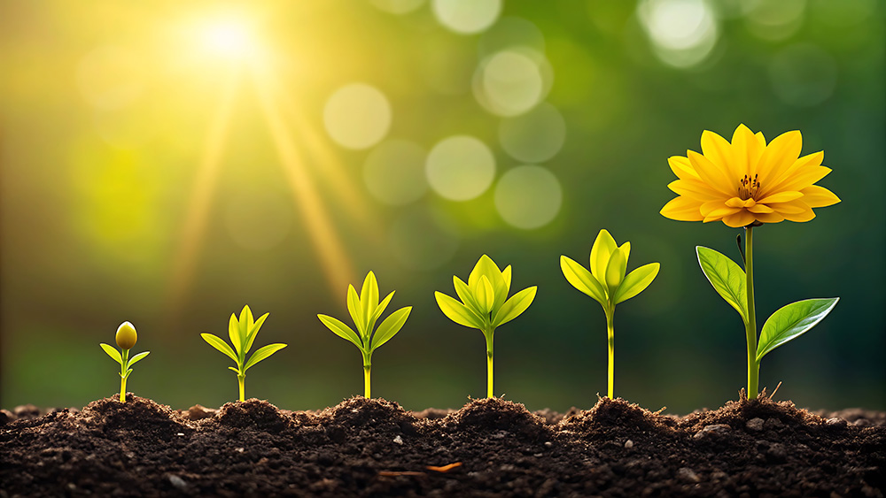 植物が成長していく過程のイメージ画像